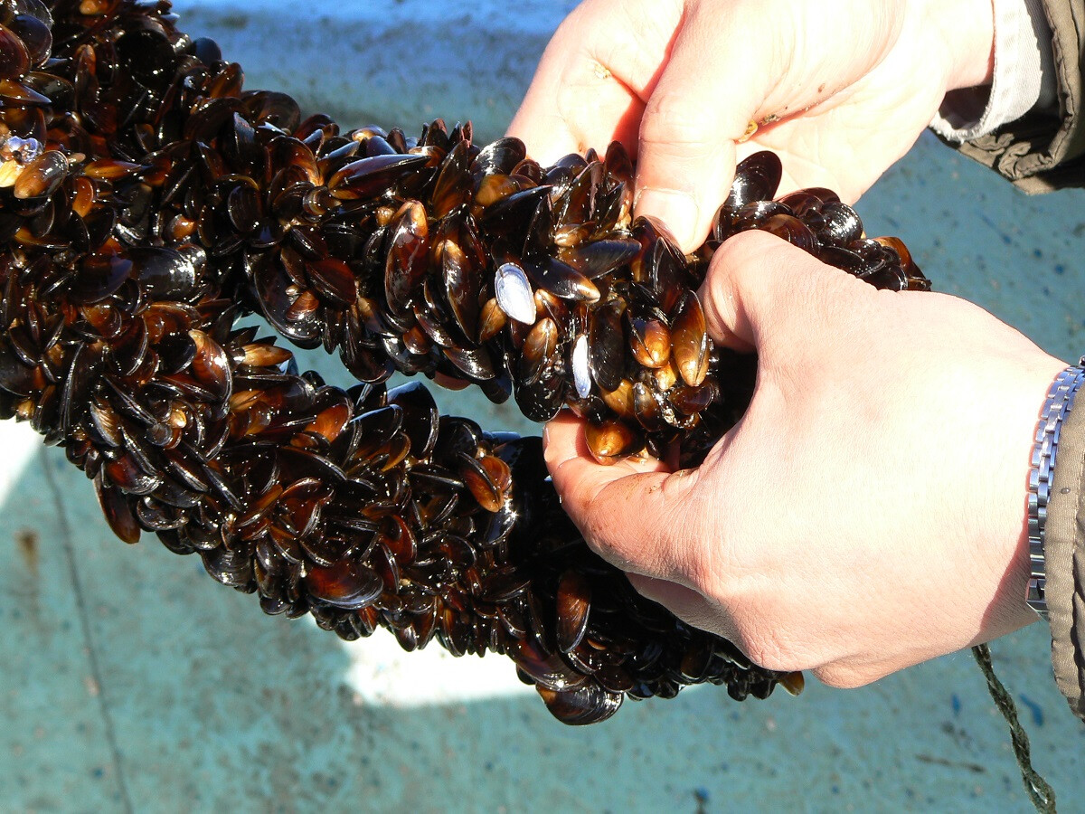 Fresh mussels in hand from a batea (mussel raft)