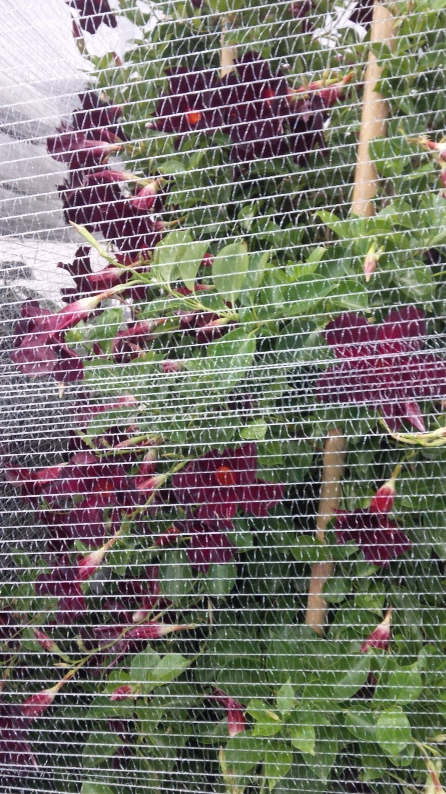 Mesh protecting vineyard at grape harvest