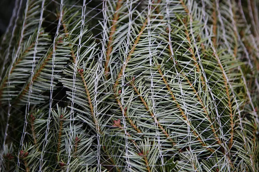 Agrotextile protection mesh on conifers