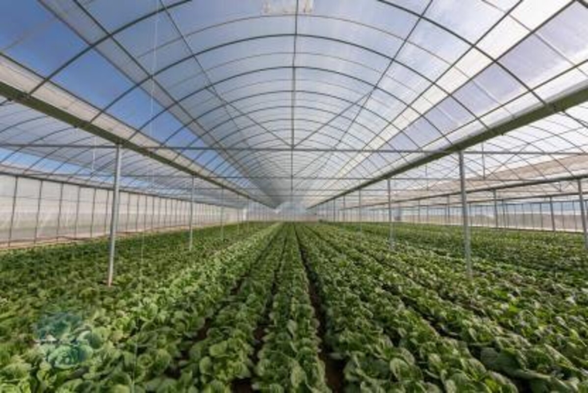 Professional greenhouse with technical structure