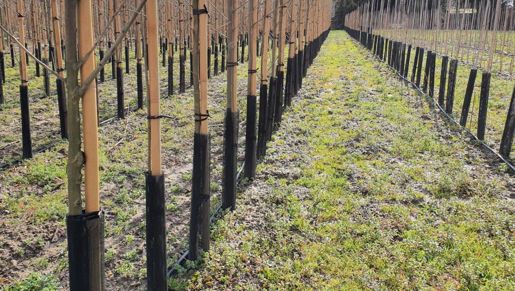 Tree protectors in plantation
